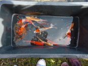 130 0 0 images stories archiv fische beilngries 1