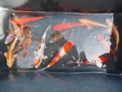 130 0 0 images stories archiv fische beilngries 2