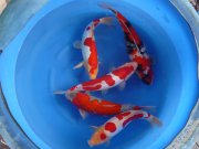 132 0 0 Images Stories Archiv P1030680