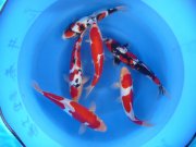 132 0 0 Images Stories Archiv P1030696