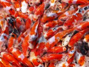 132 0 0 Images Stories Archiv P1030747