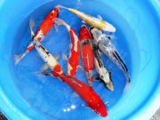 132 0 0 Images Stories Archiv P1030757