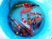 132 0 0 Images Stories Archiv P1030808