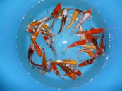 170 0 0 images stories oofuchi mix beispielbild