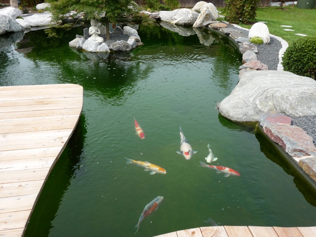 kopie von teich geimann juni 2012