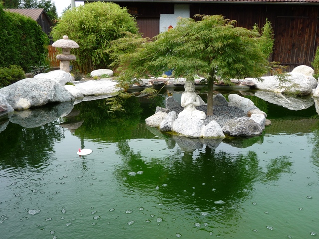 kopie von teich geimann juni 2012