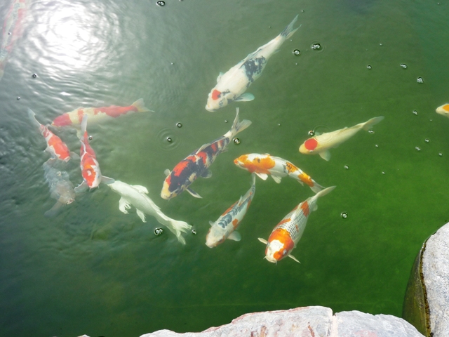 kopie von teich geimann juni 2012