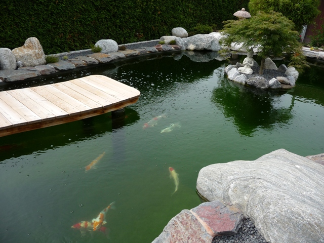 kopie von teich geimann juni 2012