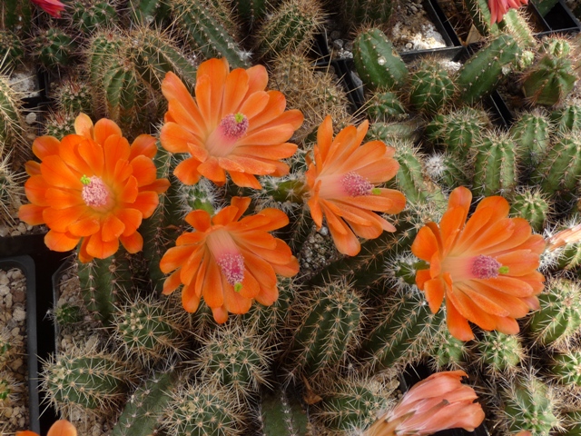 fische und teich dornberger kakteen