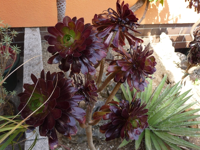 fische und teich dornberger kakteen