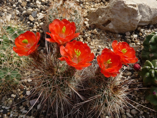fische und teich dornberger kakteen
