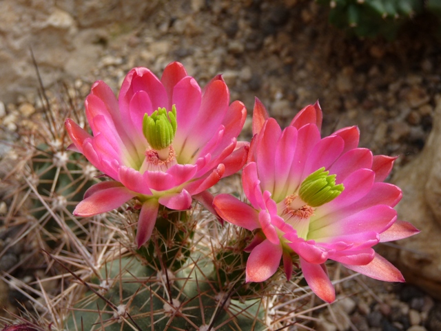 fische und teich dornberger kakteen
