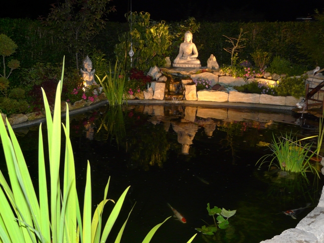 kopie von schilf und koi