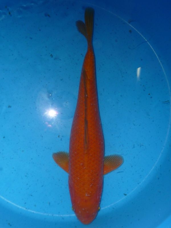 Chagoi, Yamazaki, 40-45 cm, 375,- €