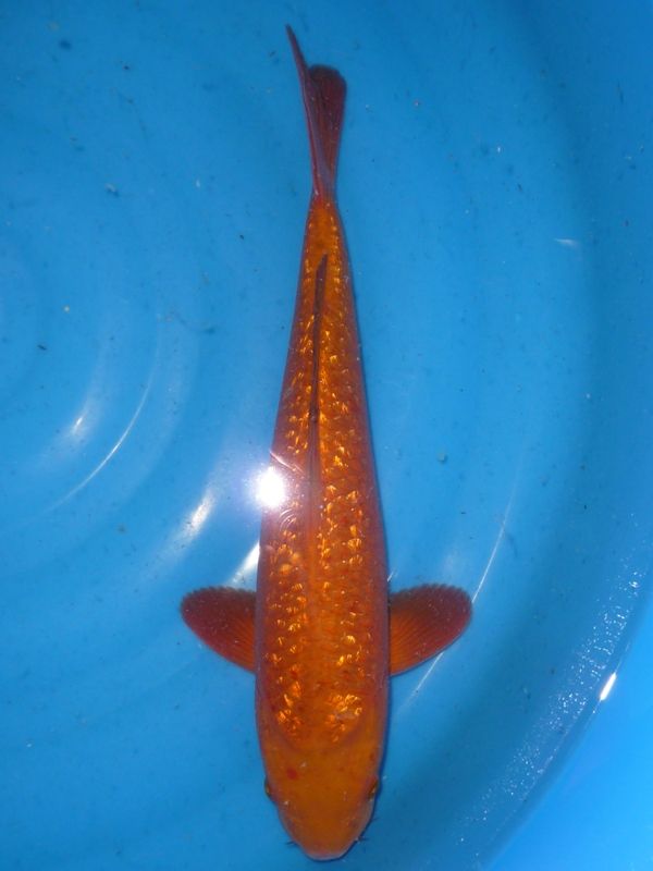 Gin Rin Chagoi, Maruhiro, 40-45 cm, 375,- €