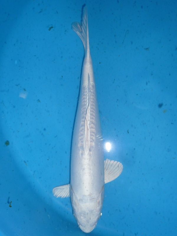 Doitsu Platina, Yamazaki, 38-42cm, 345,- €