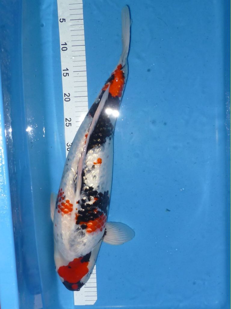 Shinoda, Gin Rin Kindai Showa, 55cm, 990€