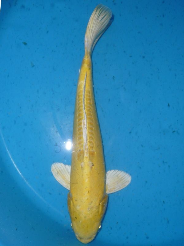 Doitsu Yamabuki, Yamazaki, 40-45 cm, 375,- €