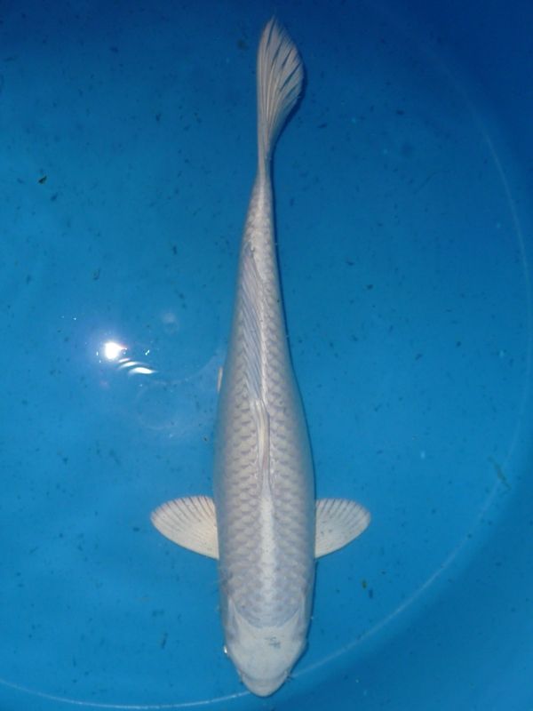 Platina, Yamazaki, 40-45 cm, 375,- €