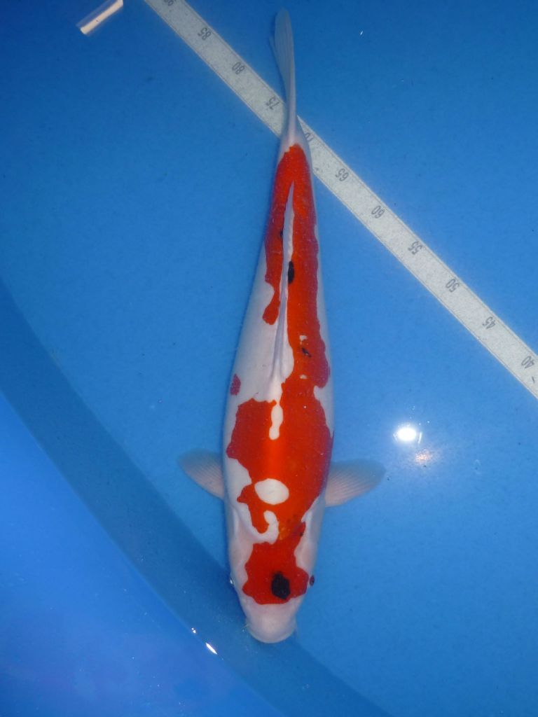 Shinoda, Doitsu Sanke, 53cm, 950€