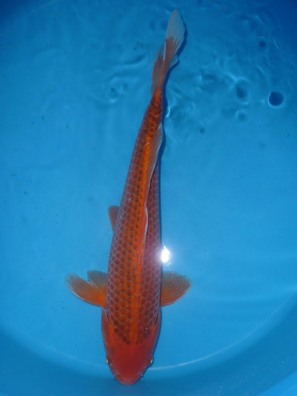 Aka Matsuba, Marusai, 40-45 cm, 375,- €