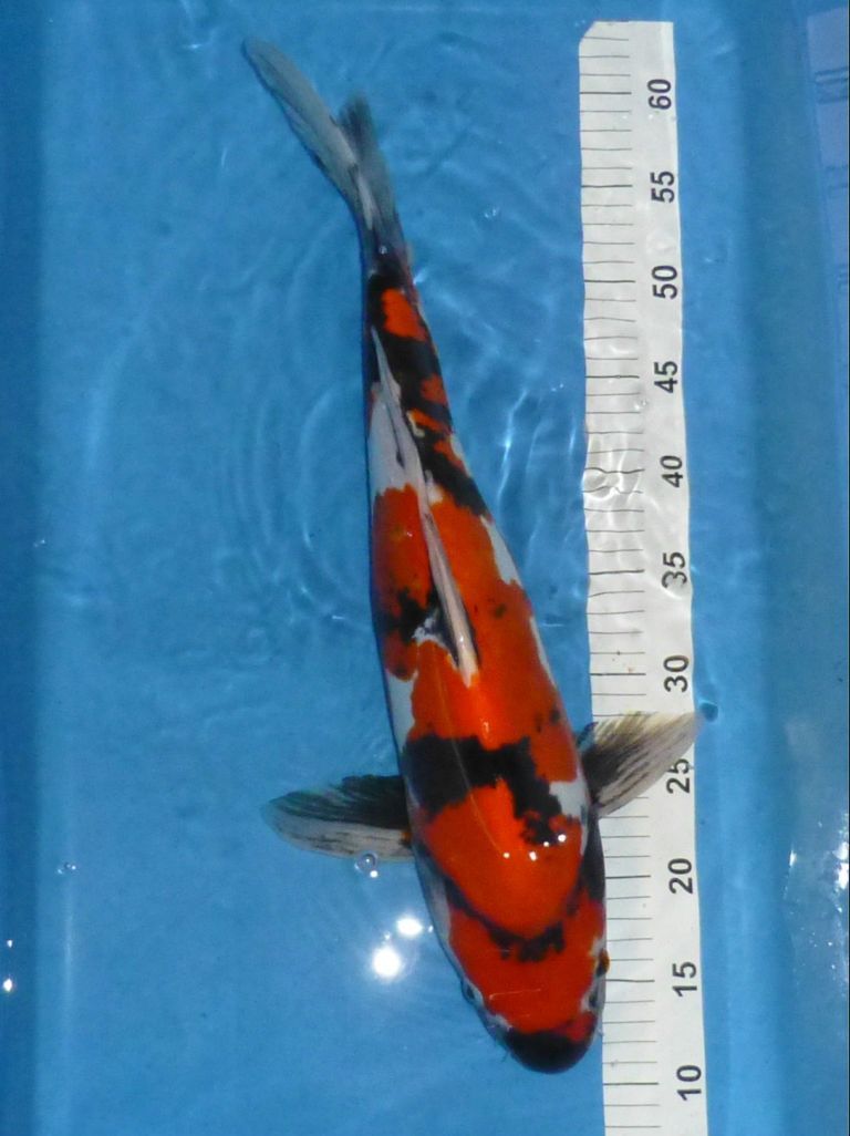 Shinoda, Doitsu Showa, 55cm, 990€