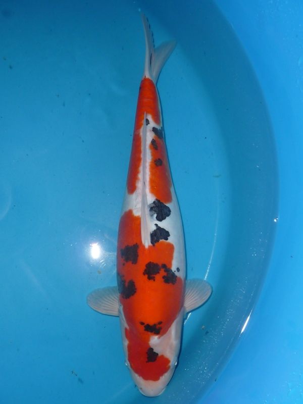 Doitsu Sanke,Miya, 38-42 cm, 375,- €