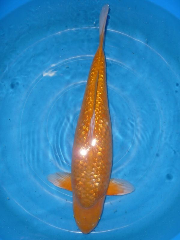 Gin Rin Ochiba, Maruhiro, 63 cm, 2750,- €