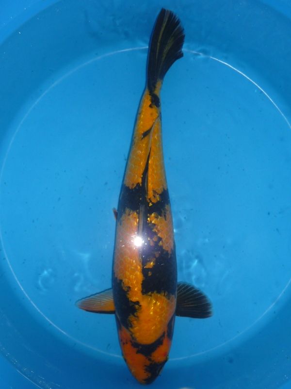 Gin Rin Ki Utsuri, Yamazaki, 55 cm, 1750,- €