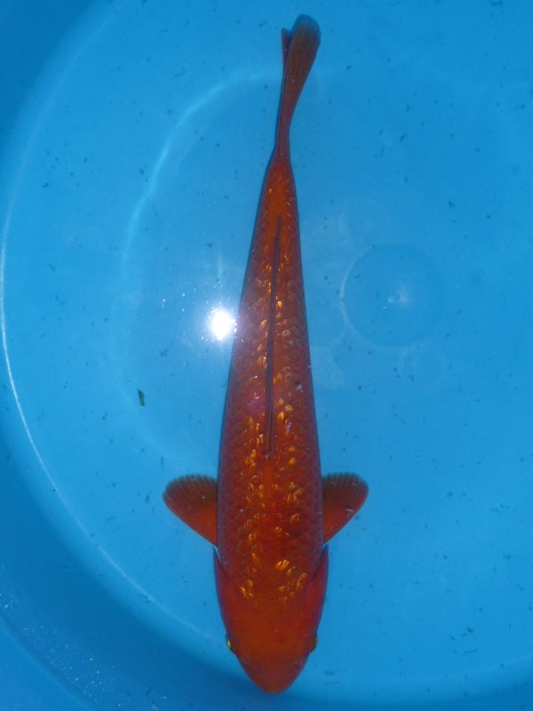 Gin Rin Chagoi, Yamazaki, 38-42 cm, 345,- €