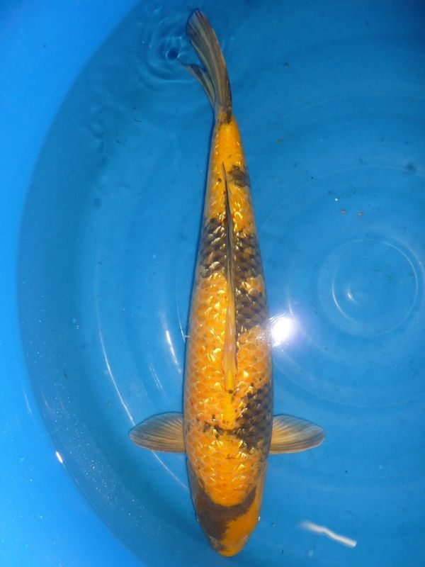 Gin Rin Ki Utsuri, Maruhiro, 56 cm, 2250,- €