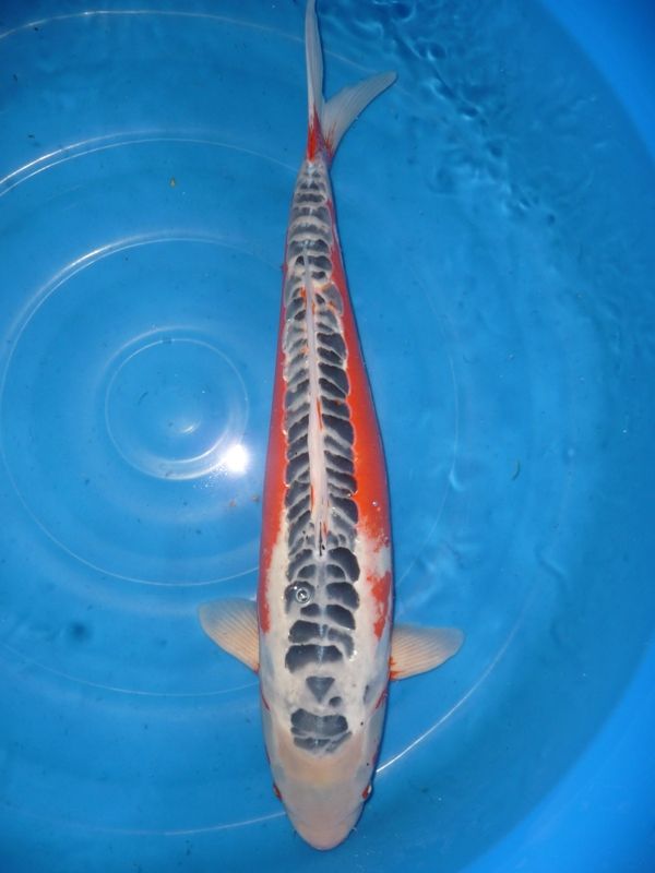 Shusui, Maruhiro, 55 cm, 650,- €