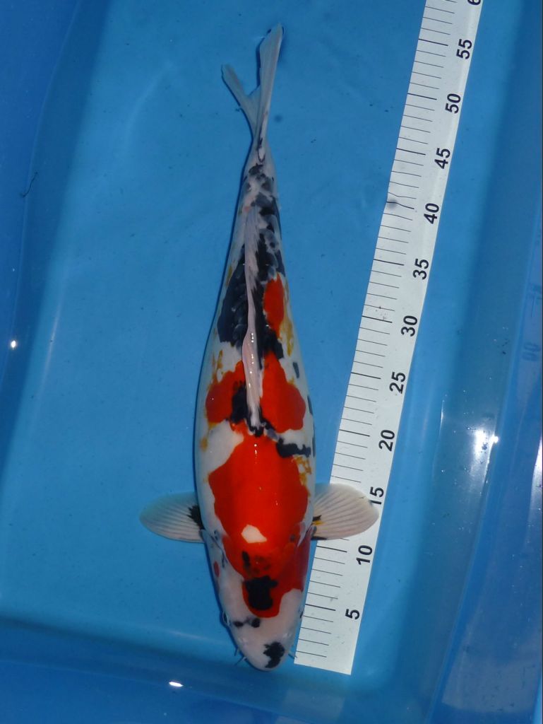 Shinoda, Doitsu Showa, 55cm, 990€