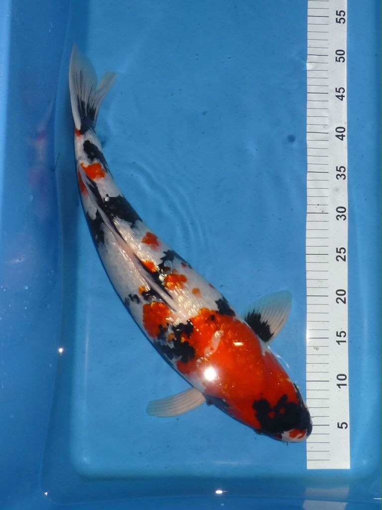 Shinoda, Gin Rin Showa, 55cm, 950€