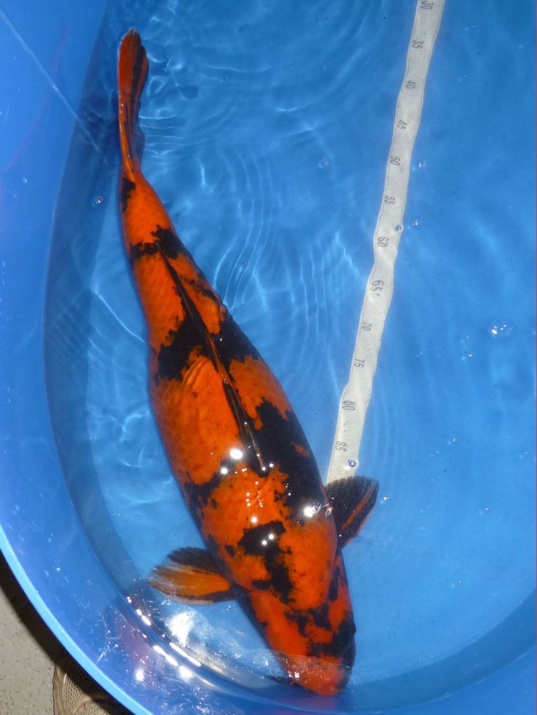 Marusei, Hi Utsuri, 73cm, 3990€