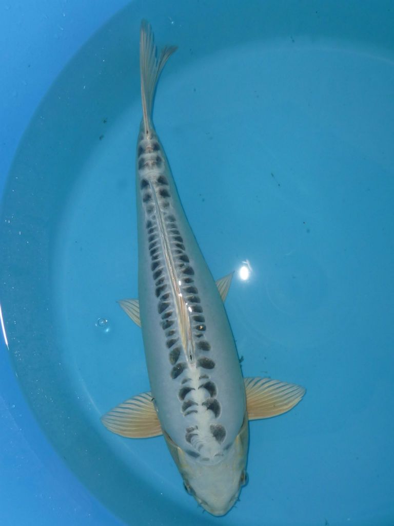 Marusei, Gin Matsuba, 55 cm, € 975,-